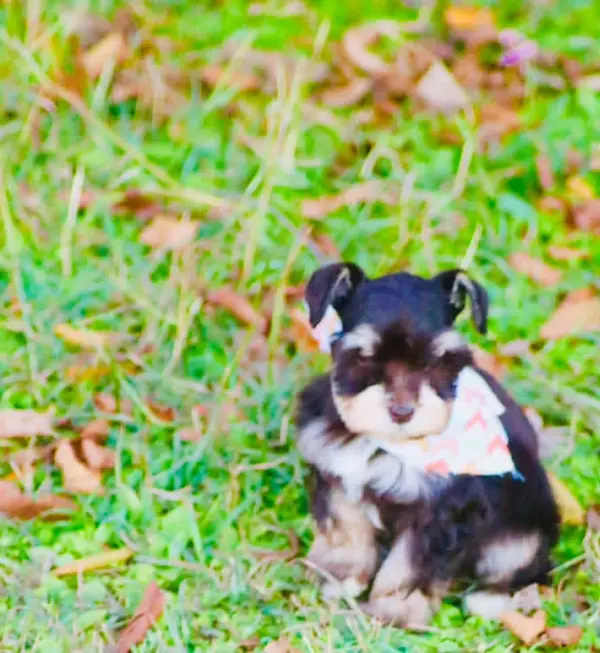 A Showtime Pups miniature schnauzer puppy