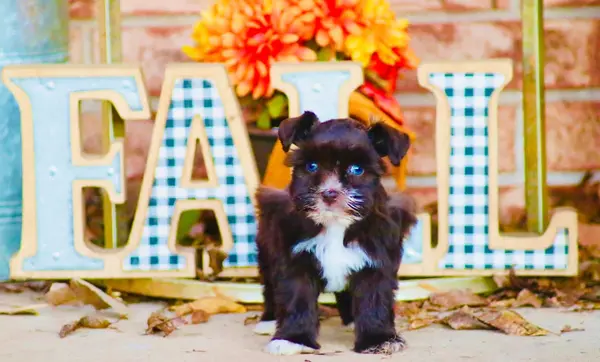 A Showtime Pups miniature schnauzer puppy