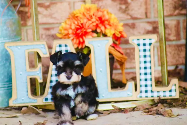 A Showtime Pups miniature schnauzer puppy
