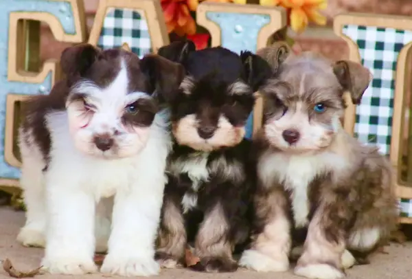 A Showtime Pups miniature schnauzer puppy