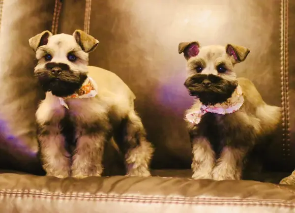 A Showtime Pups miniature schnauzer puppy