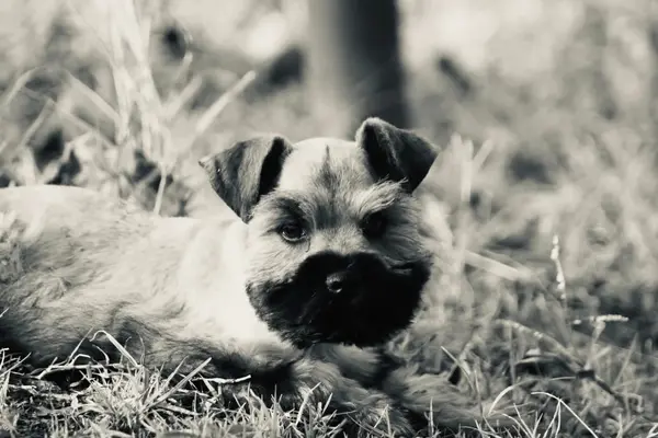 A Showtime Pups miniature schnauzer puppy