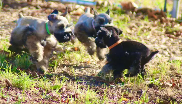 A Showtime Pups miniature schnauzer puppy