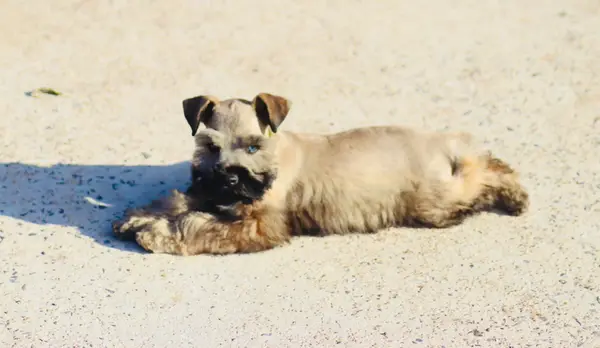 A Showtime Pups miniature schnauzer puppy