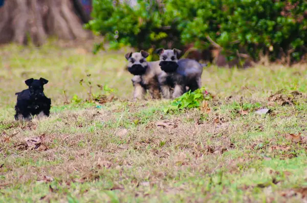 A Showtime Pups miniature schnauzer puppy