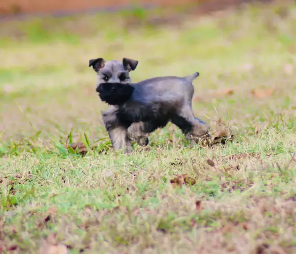 A Showtime Pups miniature schnauzer puppy