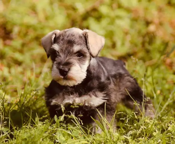 A Showtime Pups miniature schnauzer puppy