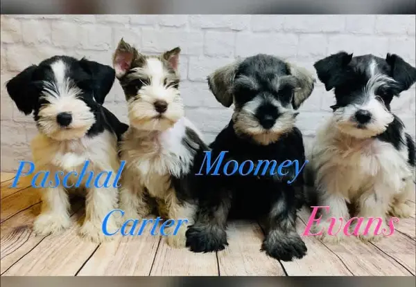 A Showtime Pups miniature schnauzer puppy