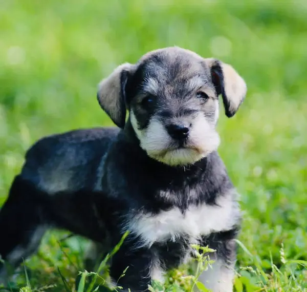 A Showtime Pups miniature schnauzer puppy