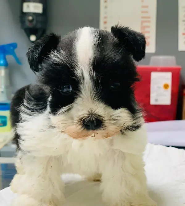 A Showtime Pups miniature schnauzer puppy