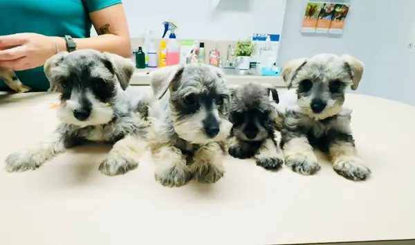 A Showtime Pups miniature schnauzer puppy