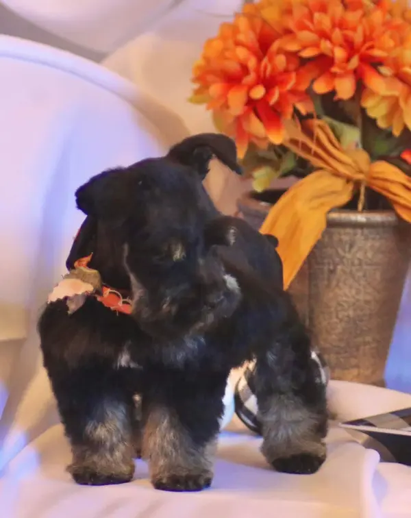 A Showtime Pups miniature schnauzer puppy