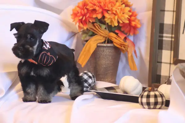 A Showtime Pups miniature schnauzer puppy