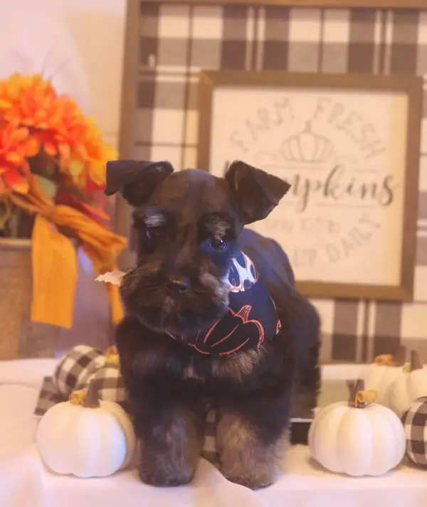 A Showtime Pups miniature schnauzer puppy