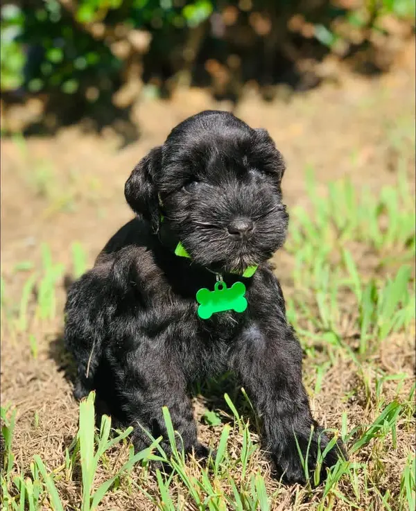 A Showtime Pups miniature schnauzer puppy