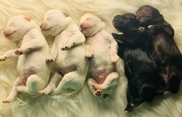 A Showtime Pups miniature schnauzer puppy