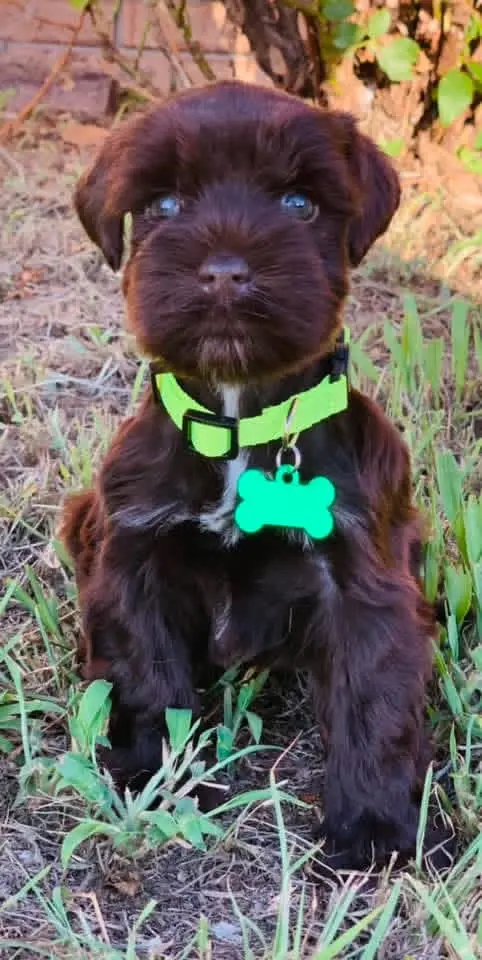 A Showtime Pups miniature schnauzer puppy