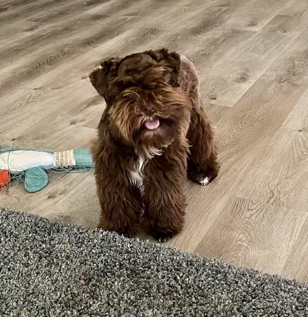 A Showtime Pups miniature schnauzer puppy