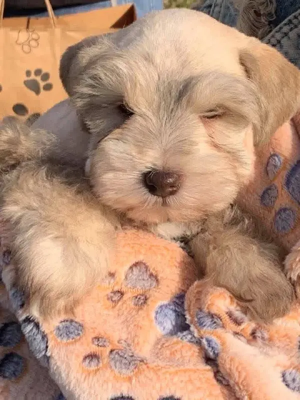 A Showtime Pups miniature schnauzer puppy