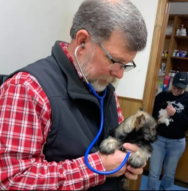 A Showtime Pups miniature schnauzer puppy