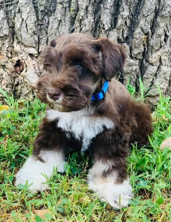 A Showtime Pups miniature schnauzer puppy