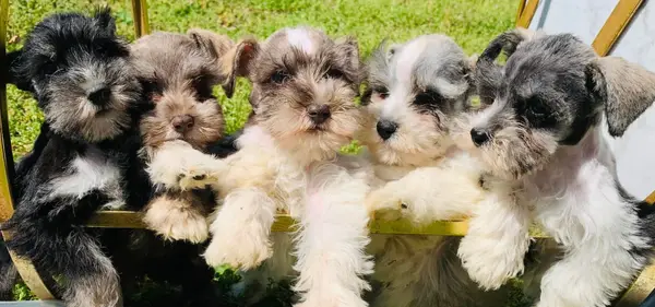 A Showtime Pups miniature schnauzer puppy