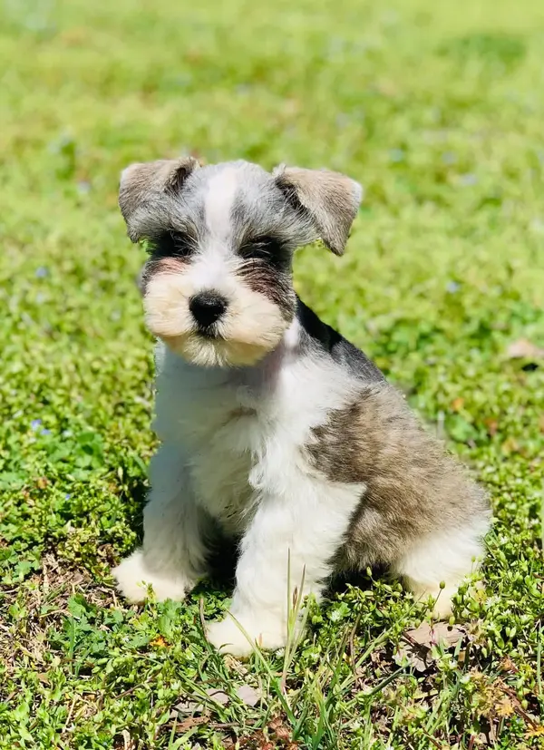 A Showtime Pups miniature schnauzer puppy