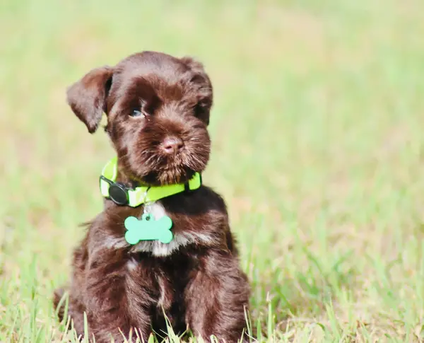 A Showtime Pups miniature schnauzer puppy