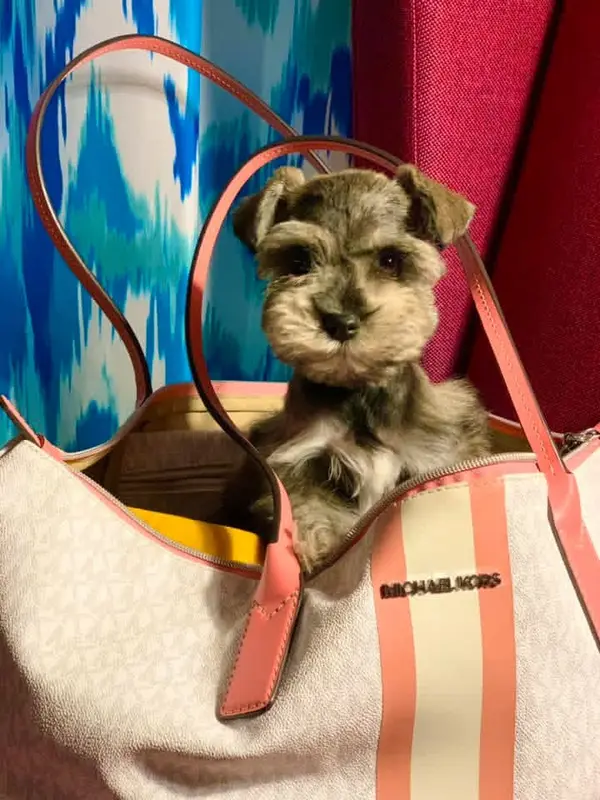 A Showtime Pups miniature schnauzer puppy