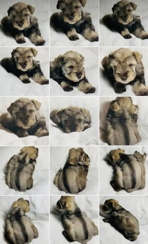 A Showtime Pups miniature schnauzer puppy