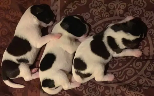 A Showtime Pups miniature schnauzer puppy