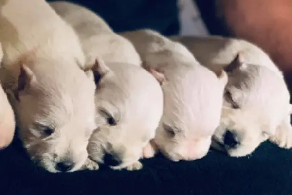 A Showtime Pups miniature schnauzer puppy