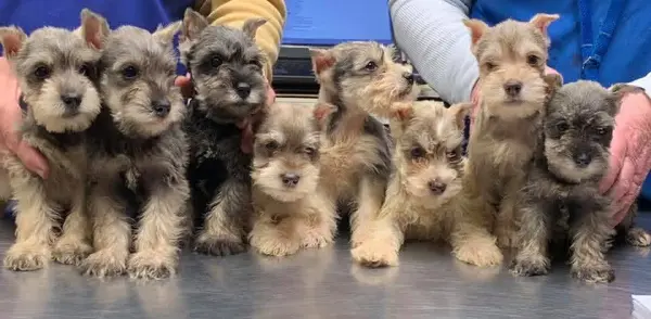 A Showtime Pups miniature schnauzer puppy
