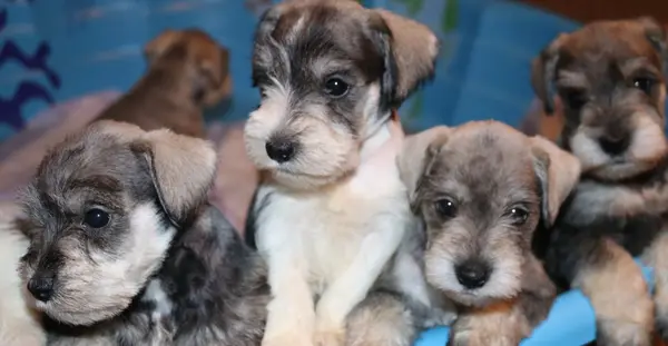 A Showtime Pups miniature schnauzer puppy
