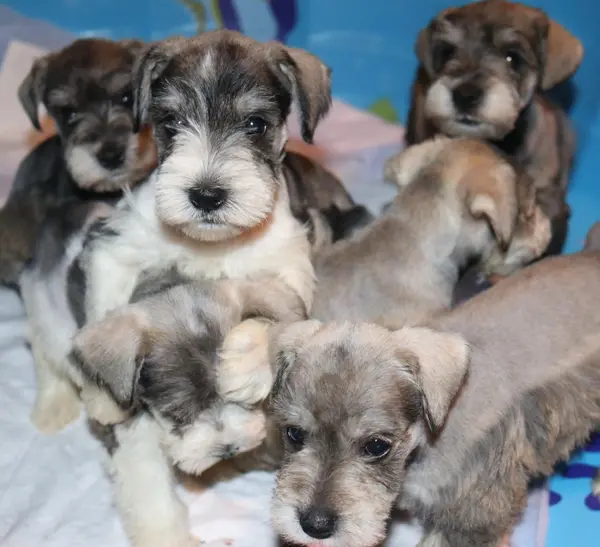 A Showtime Pups miniature schnauzer puppy