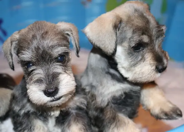 A Showtime Pups miniature schnauzer puppy