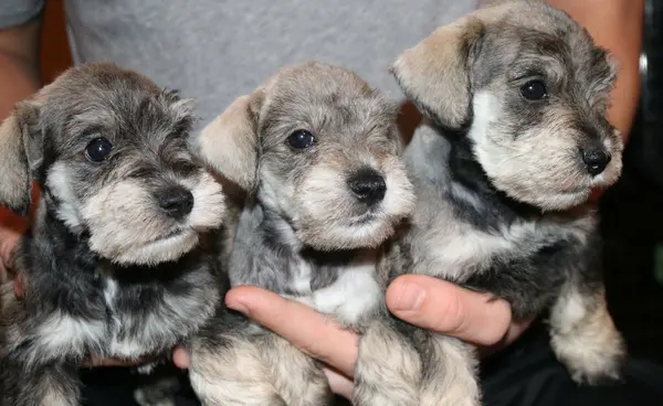 A Showtime Pups miniature schnauzer puppy
