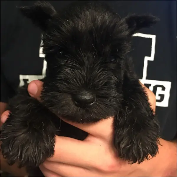 A Showtime Pups miniature schnauzer puppy