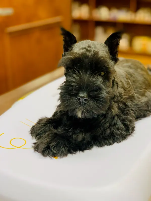 A Showtime Pups miniature schnauzer puppy