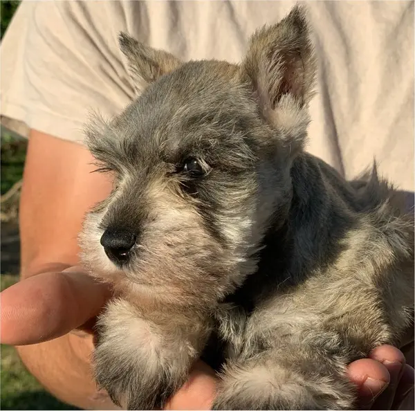 A Showtime Pups miniature schnauzer puppy