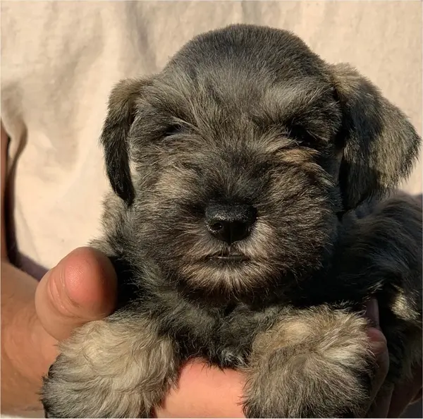 A Showtime Pups miniature schnauzer puppy