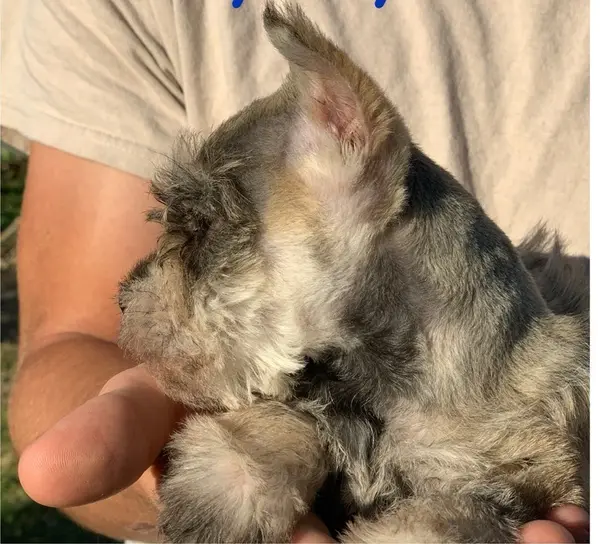 A Showtime Pups miniature schnauzer puppy
