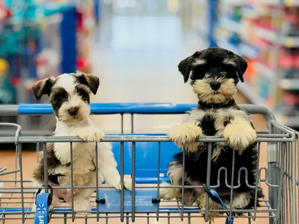 A Showtime Pups miniature schnauzer puppy
