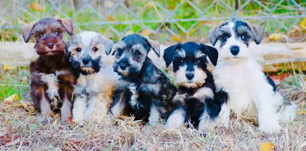 A Showtime Pups miniature schnauzer puppy