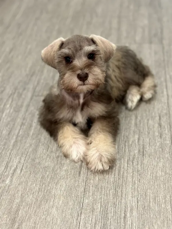 A miniature schnauzer at Showtime Pups