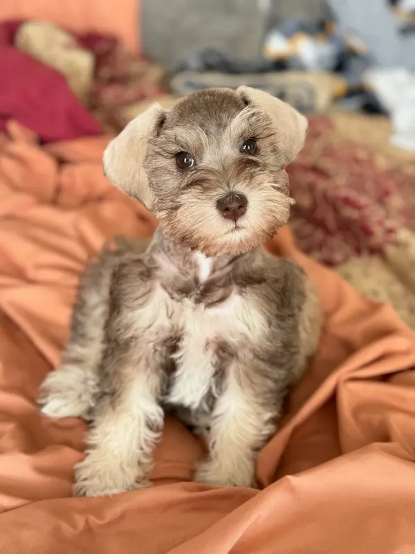 A Showtime Pups miniature schnauzer puppy