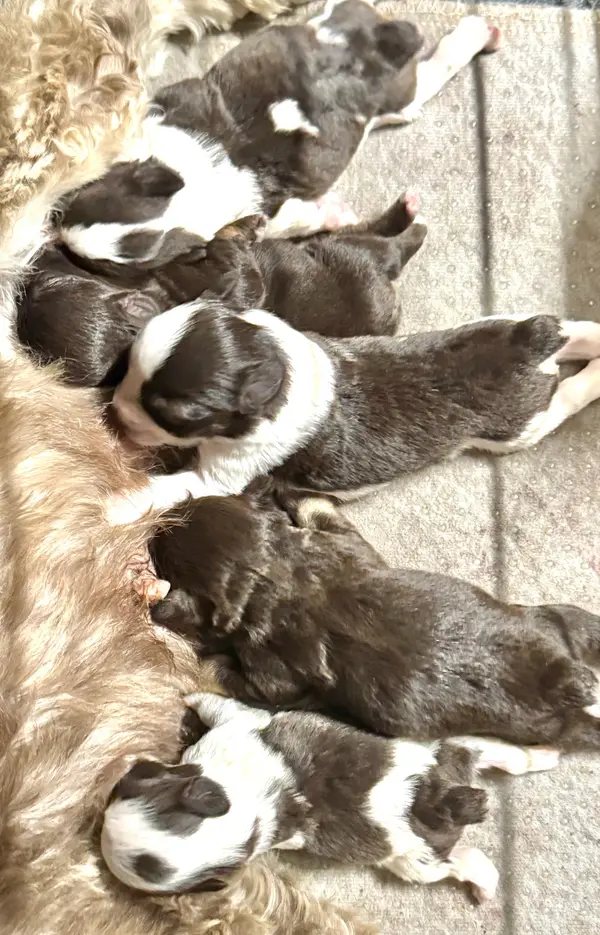A Showtime Pups miniature schnauzer puppy