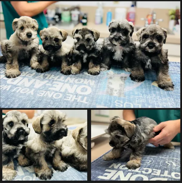A Showtime Pups miniature schnauzer puppy