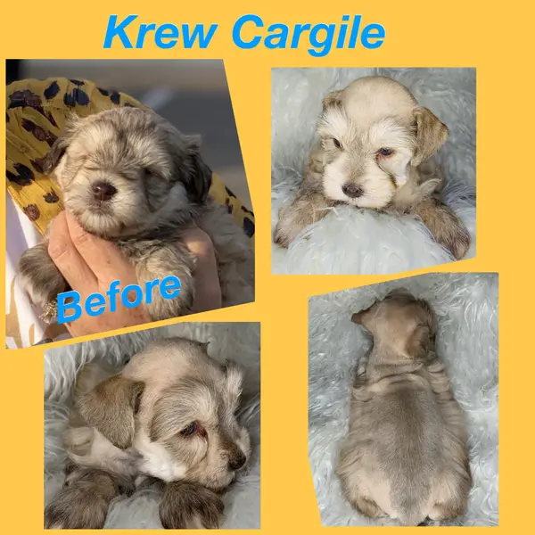 A Showtime Pups miniature schnauzer puppy