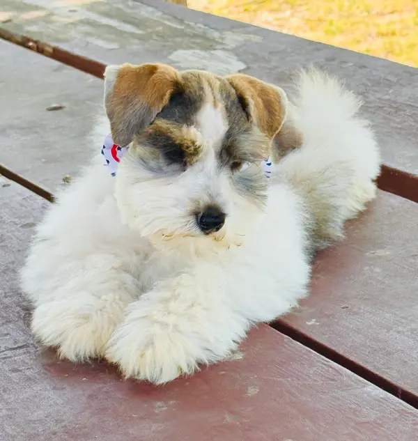 A Showtime Pups miniature schnauzer puppy